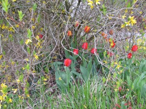Tulipes cachées
